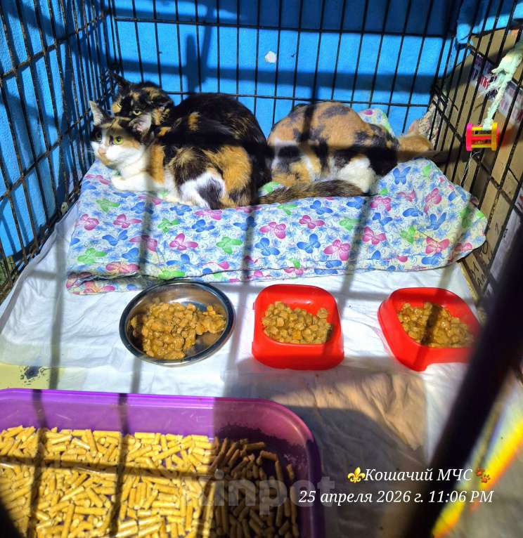 Кошки в Москве: Умерла хозяйка. Бедные кошки Девочка, Бесплатно - фото 3