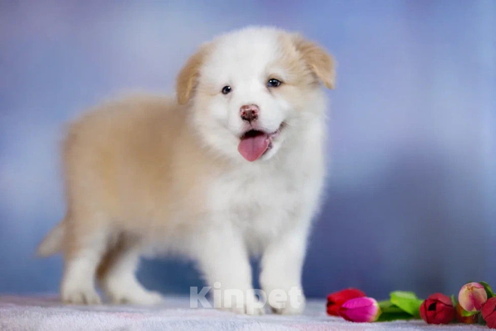 Собаки в Ярославле: Щенки бордер колли Мальчик, 80 000 руб. - фото 4