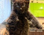 Кошки в Рязани: Мейн-Кун котенок черный солид полидакт Мальчик, 100 000 руб. - фото 1