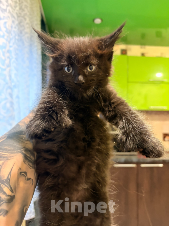 Кошки в Рязани: Мейн-Кун котенок черный солид полидакт Мальчик, 100 000 руб. - фото 1