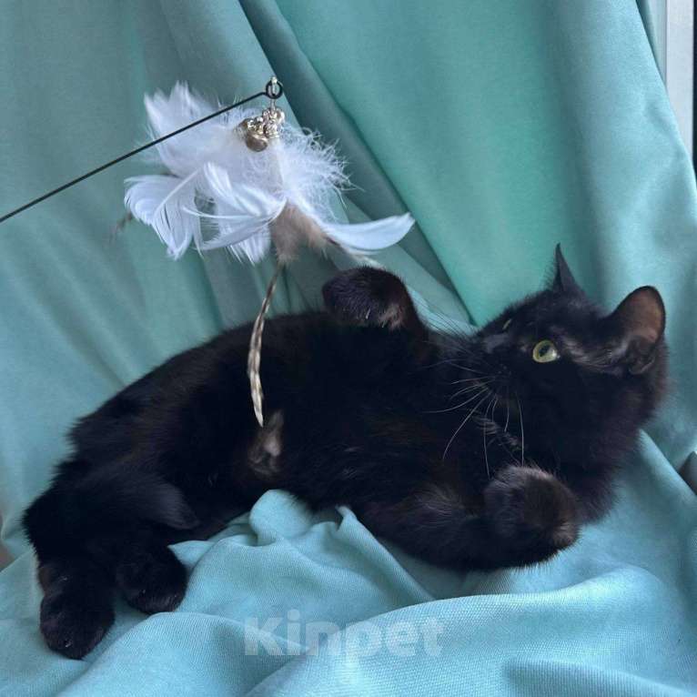 Кошки в Москве: Кошка Багира ищет дом Девочка, Бесплатно - фото 8