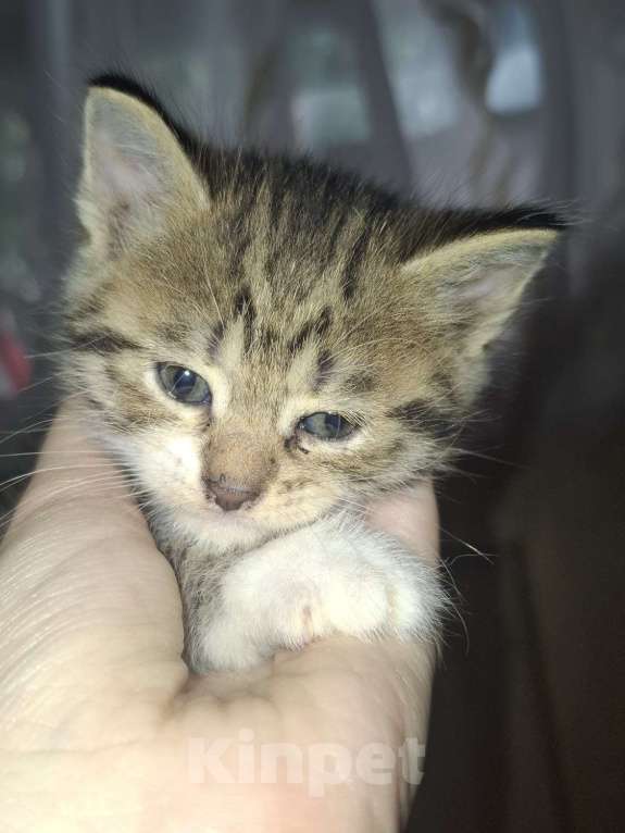 Кошки в Саратове: Котёнок Мальчик, Бесплатно - фото 2