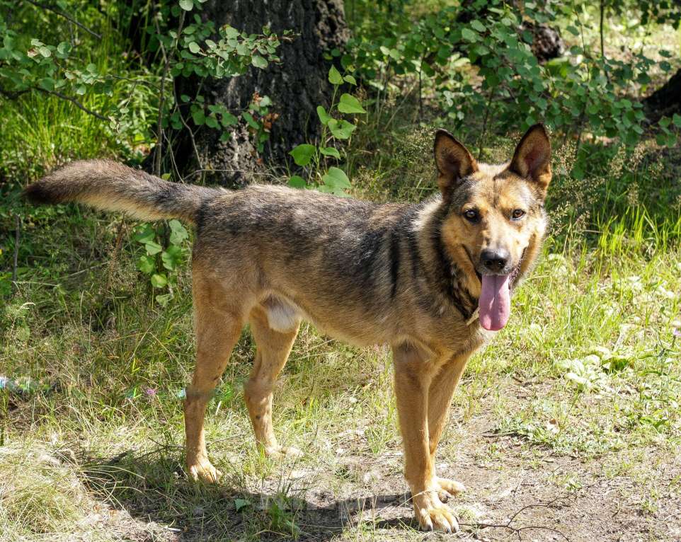 Собаки в Москве: Спирит Мальчик, Бесплатно - фото 3