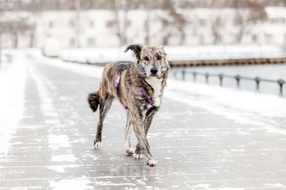 Собаки в Москве: Великолепная Верба ищет дом Девочка, Бесплатно - фото 2