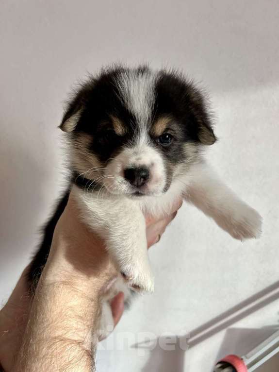 Собаки в Челябинске: Щенок Вельш корги пемброк Девочка, 60 000 руб. - фото 4