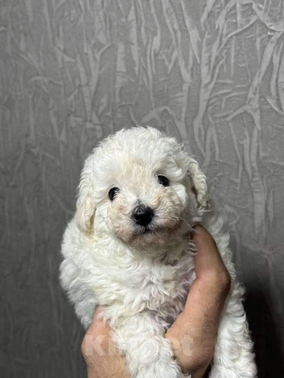 Собаки в Краснодаре: Продам щенков той пудель белого окраса. Девочка, 45 000 руб. - фото 1