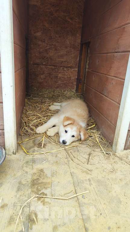 Собаки в других городах Московской области: Нежа в добрые руки Девочка, Бесплатно - фото 2