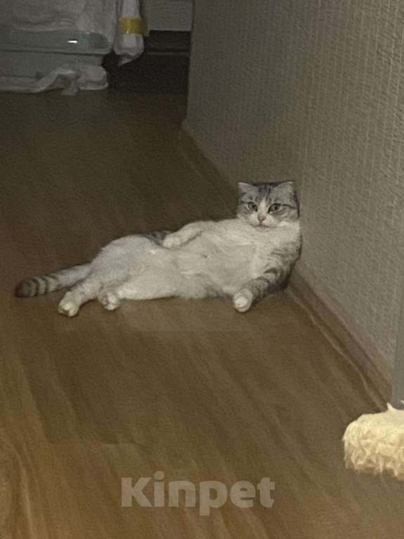 Кошки в Тюмени: Отдам в хорошие руки Девочка, Бесплатно - фото 1