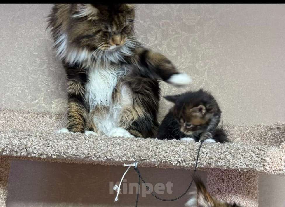 Кошки в Новосибирске: Открыто резервирование Мальчик, 80 000 руб. - фото 1