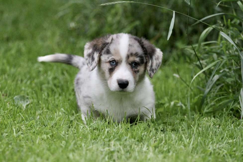 Собаки в Москве: Вельш корги кардиган Мальчик, Бесплатно - фото 5