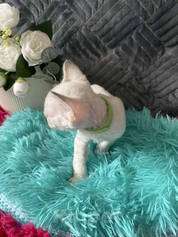 Кошки в Москве: Котенок Девон рекс мальчик с голубыми глазами Мальчик, 60 000 руб. - фото 6