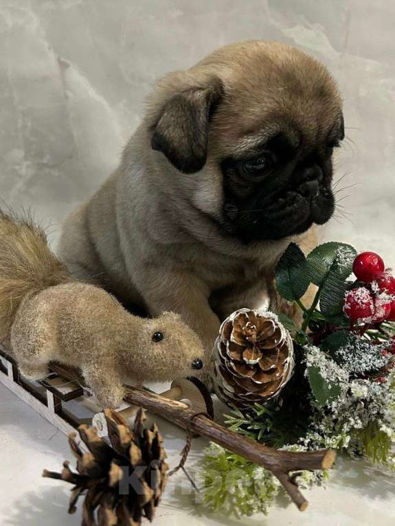 Собаки в Старом Осколе: Мопсы девочки Девочка, 45 000 руб. - фото 1