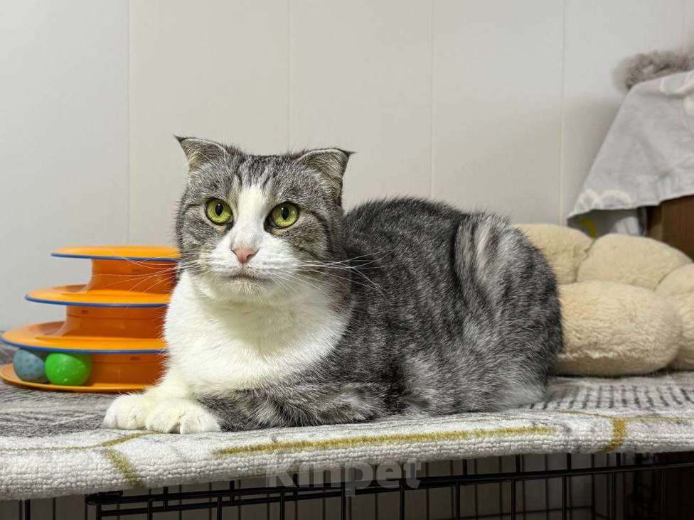 Кошки в Санкт-Петербурге: Зена — бесстрашная королева ищет дом!  Девочка, Бесплатно - фото 3