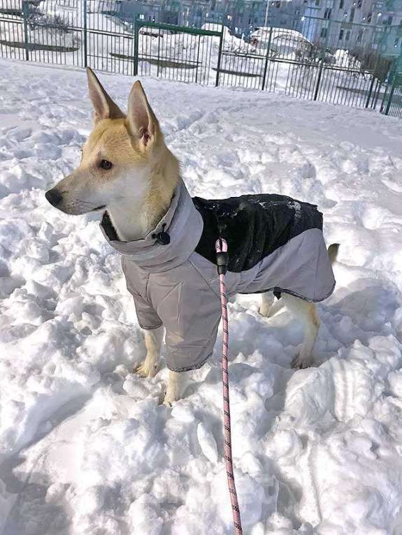 Собаки в Москве: Умнейшая домашняя некрупная собачка-подросток Чапа ищет дом Девочка, 10 руб. - фото 6