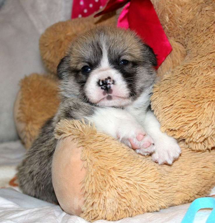Собаки в других городах Московской области: Милый Страж Велес Мальчик, 50 000 руб. - фото 3