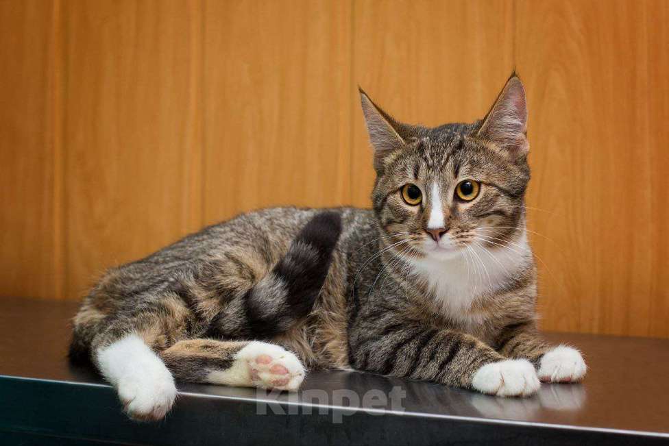 Кошки в Москве: Котенок Харитон. Настоящий маленький тигр! Мальчик, Бесплатно - фото 4