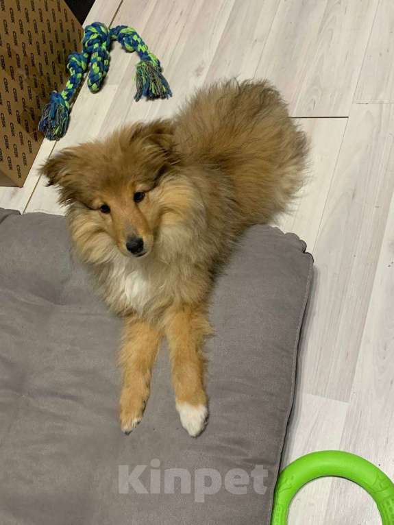 Собаки в Челябинске: Щенок Шелти 3 месяца Мальчик, 35 000 руб. - фото 3