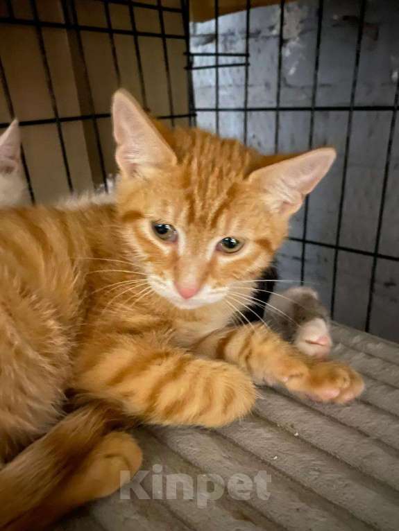 Кошки в Москве: Рыжий котёнок Стич в добрые руки  Мальчик, Бесплатно - фото 2