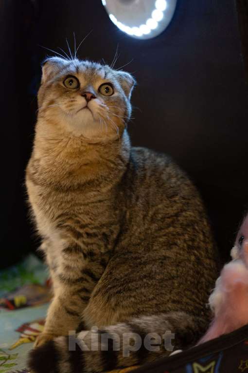 Кошки в Санкт-Петербурге: Ласковый  Шотландский котик ищет своих родителей Мальчик, 10 000 руб. - фото 2