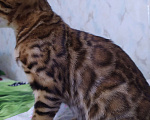 Кошки в Красноярске: бенгальская кошечка(котенок) Девочка, 62 000 руб. - фото 3