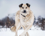 Собаки в Москве: Жорж – деликатный и ласковый пес. Ищет дом! Мальчик, Бесплатно - фото 2