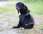 Собаки в Москве: Особенная собака Боцман с пулями в добрые руки Девочка, 111 руб. - фото 5