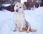 Собаки в Москве: Маленькая собачка в добрые руки Девочка, Бесплатно - фото 4