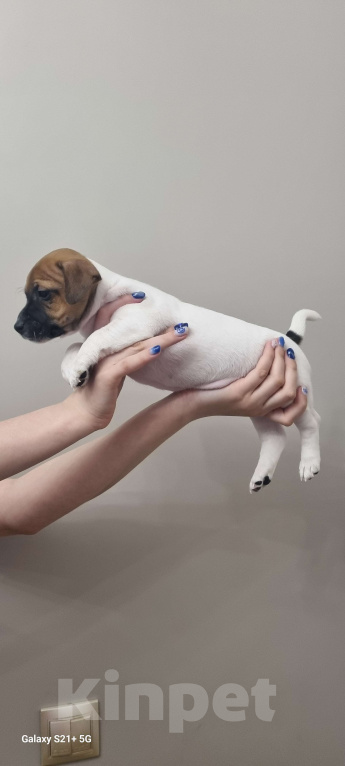 Собаки в Хабаровске: Девочка 3 Девочка, Бесплатно - фото 2