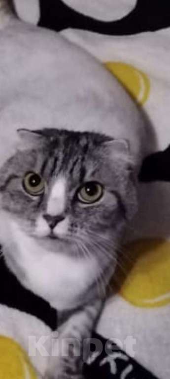 Кошки в других городах Московской области: Пушок Мальчик, Бесплатно - фото 3