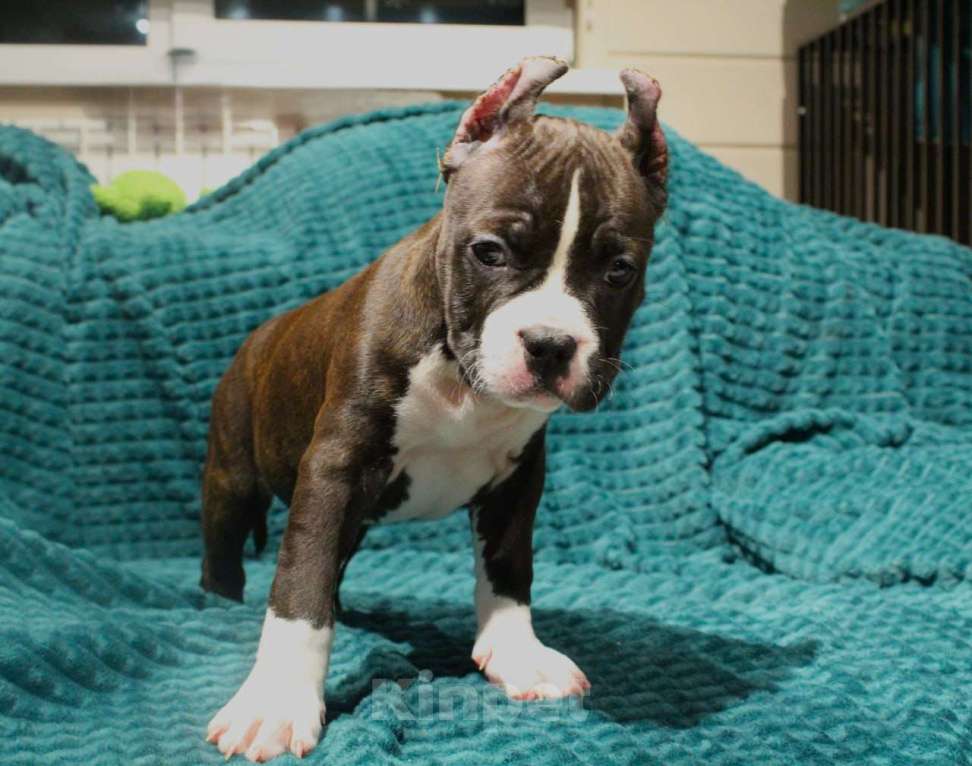 Собаки в других городах Московской области: Девочка американского стаффордширского терьера Девочка, 50 000 руб. - фото 4