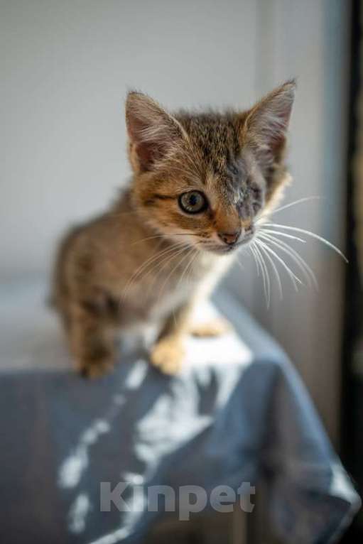 Кошки в Москве: Самые ласковые котята, которым больше всех нужен дом Девочка, 1 руб. - фото 2