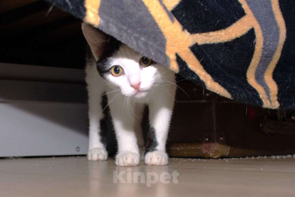 Кошки в Москве: Ясноглазая ласковая кошечка Девочка, Бесплатно - фото 3