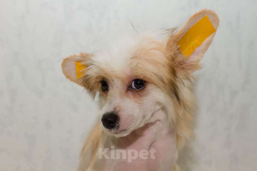 Собаки в Раменском: Левушка Мальчик, 25 000 руб. - фото 3