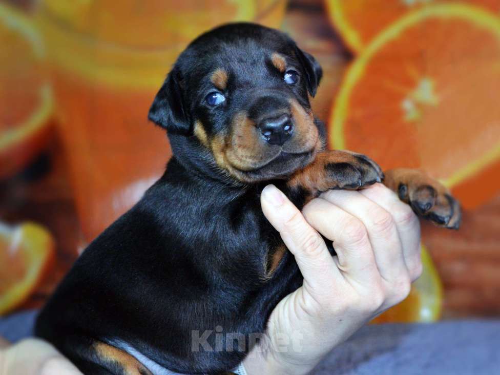 Собаки в других городах Новосибирской области: Щенки добермана с документами РКФ Мальчик, 70 000 руб. - фото 5