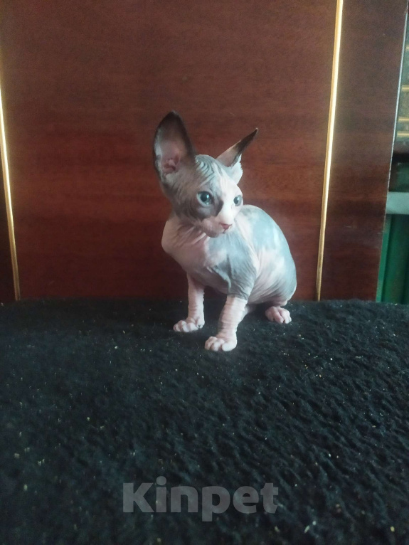 Кошки в Донецке: Канадский сфинкс девочка  Девочка, 15 000 руб. - фото 2
