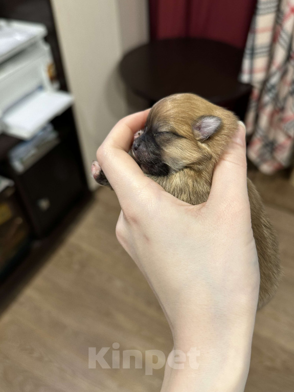 Собаки в Тюмени: Немецкий шпиц щенок девочка Девочка, 40 000 руб. - фото 4