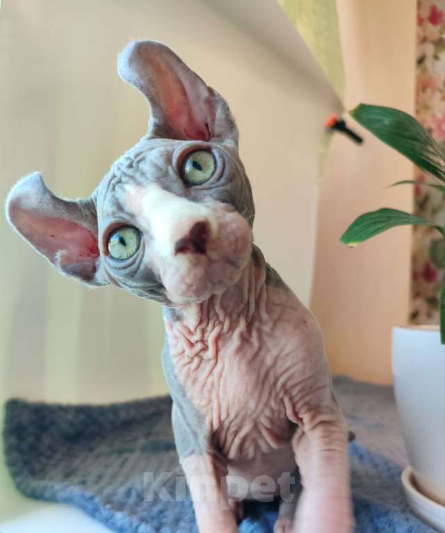 Кошки в других городах Краснодарского края: Эльф, Канадский сфинкс  Мальчик, 35 000 руб. - фото 6