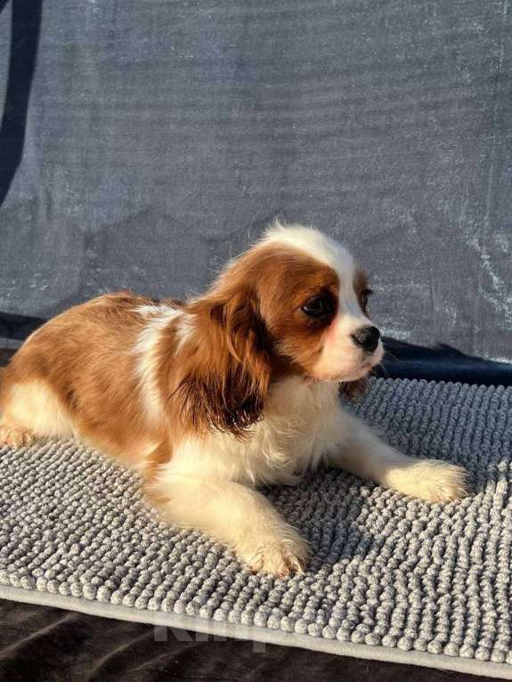 Собаки в Санкт-Петербурге: БЕСТ ИЛРЕАН КАДДИ Мальчик, 100 000 руб. - фото 3