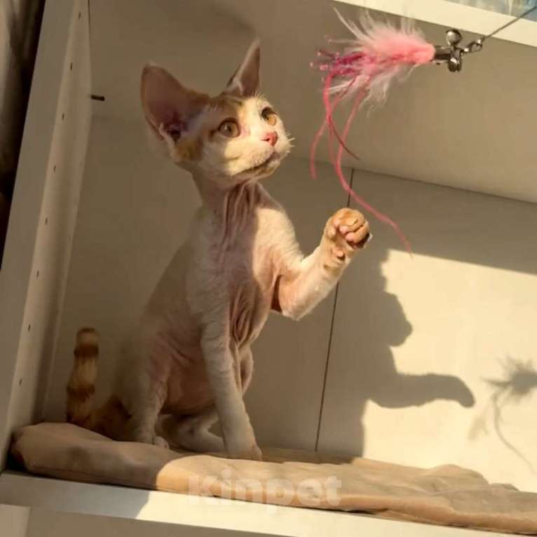 Кошки в Анапе: Девочка Девон Рекс Девочка, 55 000 руб. - фото 2