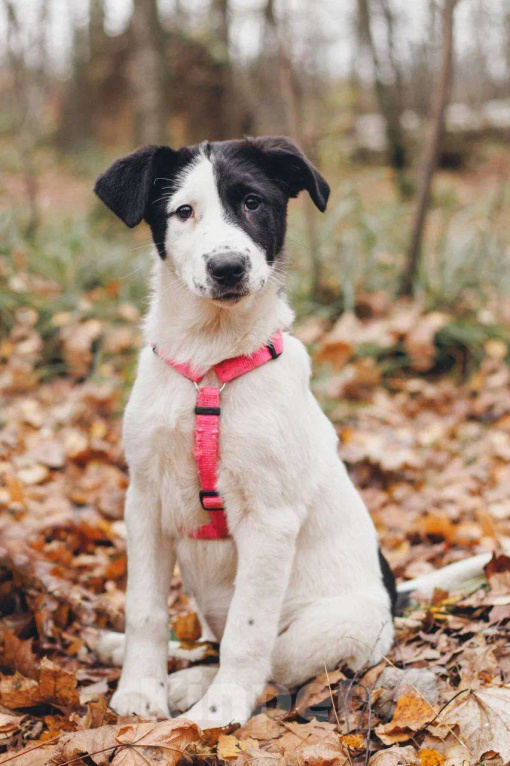 Собаки в Москве: Твиги - девочка, 2 месяца, ищет дом  Девочка, Бесплатно - фото 2