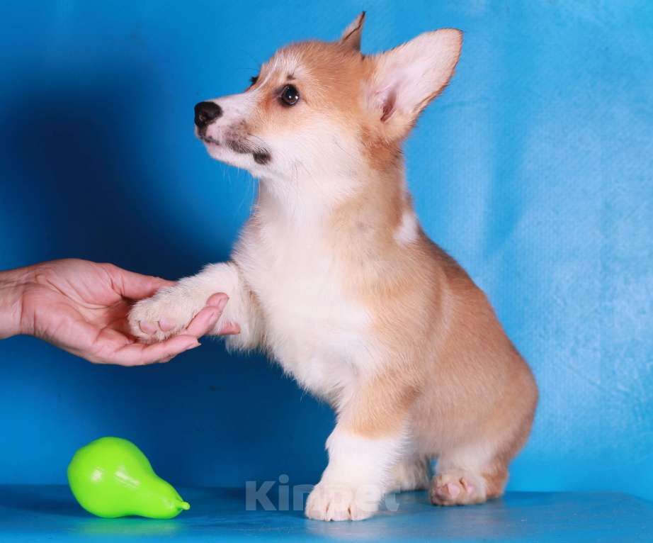Собаки в Москве: вельш корги пемброк щенки Девочка, 80 000 руб. - фото 7