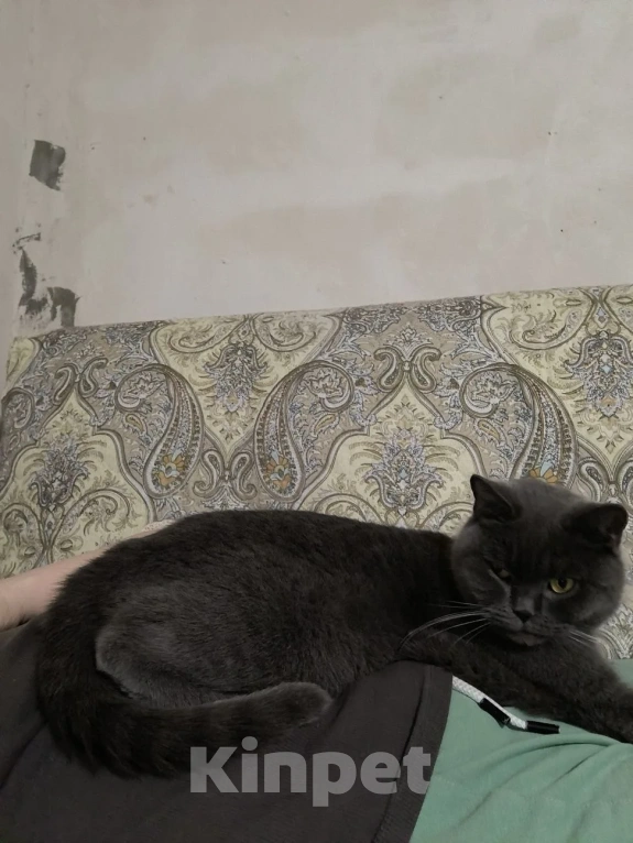 Кошки в Екатеринбурге: Отдам в добрые руки единственным питомцем в семье Девочка, Бесплатно - фото 2