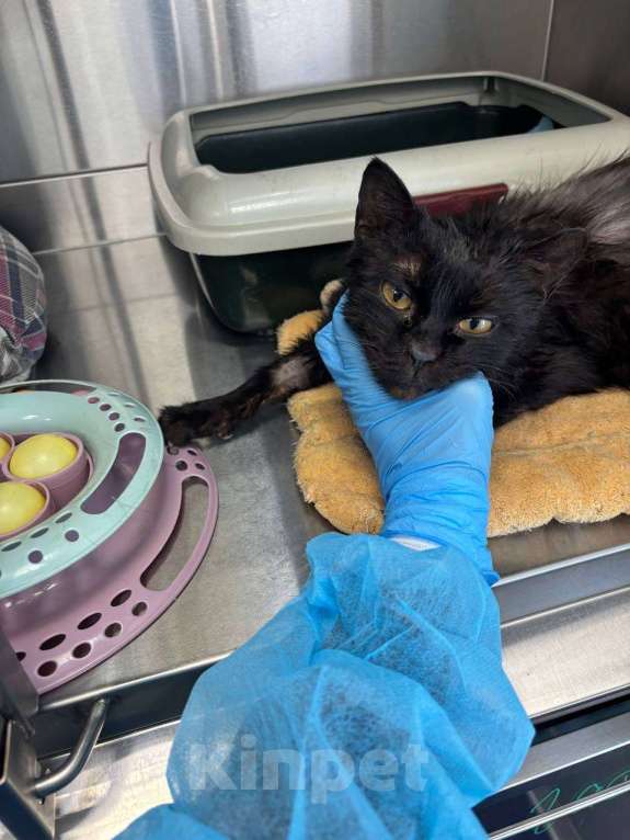 Кошки в Москве: Драный кот Биба Мальчик, Бесплатно - фото 2