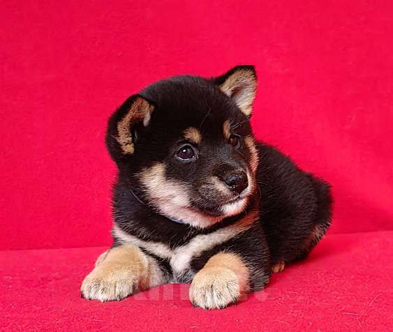 Собаки в Москве: Сиба ину. Мальчик. Мальчик, 50 000 руб. - фото 4