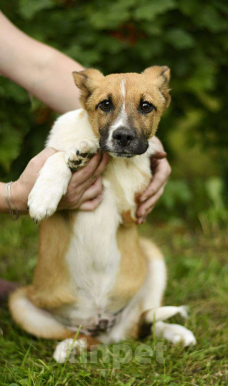 Собаки в Яхроме: Щенок Жорик ищет дом! Мальчик, Бесплатно - фото 5