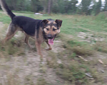 Собаки в Новосибирске: Пёс, Бесплатно - фото 2