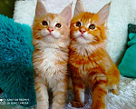 Кошки в Кингисеппе: Мейн куны рыжие морды, 10 000 руб. - фото 4