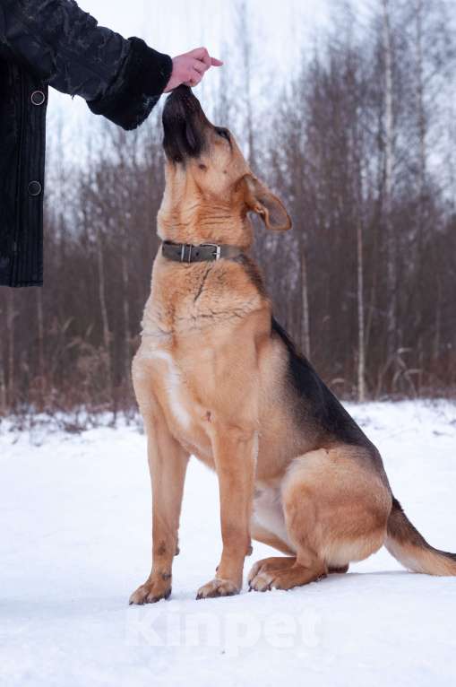 Собаки в Ногинске: Ерема - метис немецкой овчарки ждет свою семью в приюте Мальчик, Бесплатно - фото 3