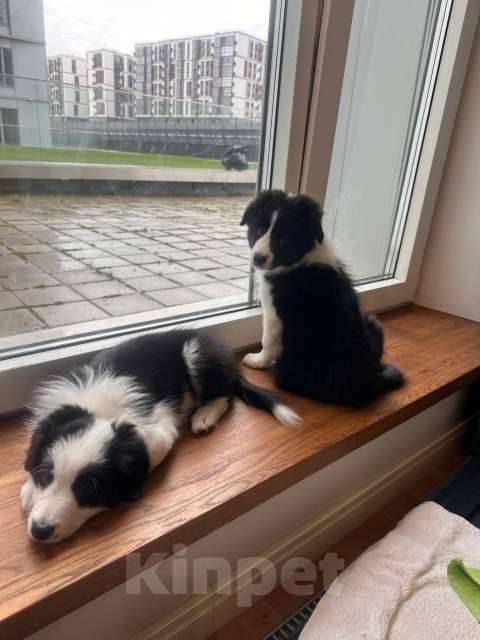 Собаки в Москве: Девочка (сука) бордер-колли: послушна и очень перспективна в аджилити Девочка, 130 000 руб. - фото 3