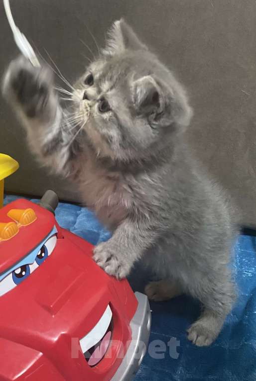 Кошки в Новосибирске: Продам котенка экзота  Девочка, Бесплатно - фото 4